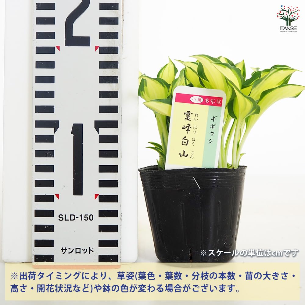 Amazon.co.jp: ITANSE ホスタ(ギボウシ) 霊峰白山(レイホウ